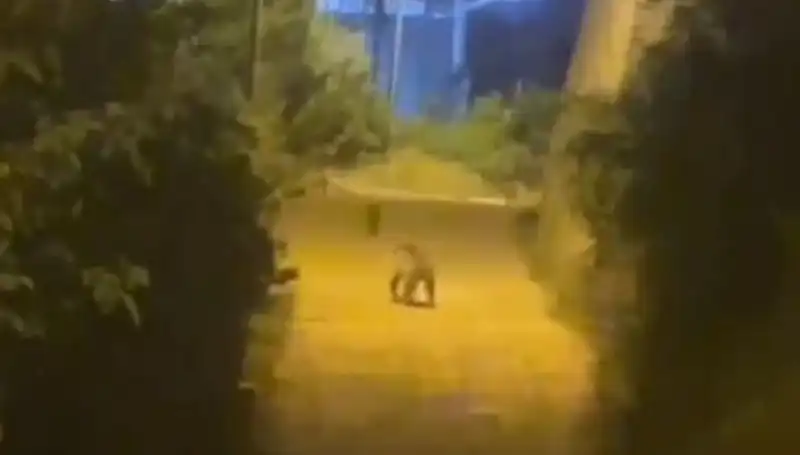 Gümüşhane Şehir Merkezinde Görülen Ayı: Vatandaşlardan Tedirginlik