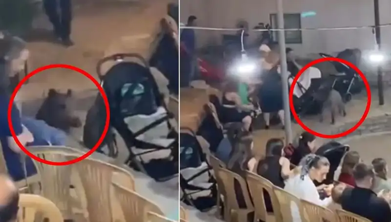 Düğün Töreninde Yaban Domuzu Sürprizi: Panik Anları Yaşandı