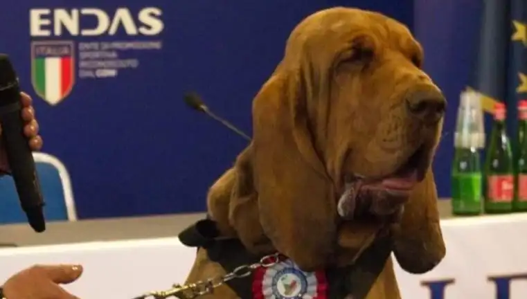 Arama Köpeğine Saldırı: Çivili Sosisle Öldürülen Köpeklerin Trajedisi