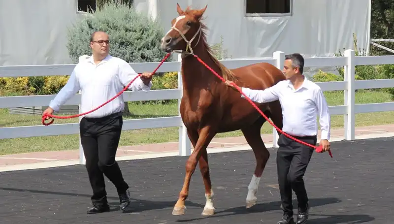 Taşkın Kral Dünya Rekoru ile Tüm Gözleri Üzerine Çekti