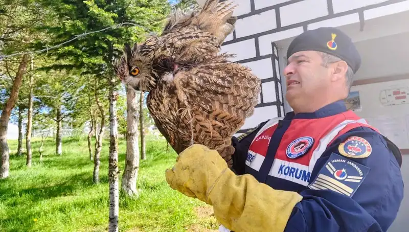 Dikenli Tellere Takılan Puhu: Hayatı Kurtarıldı mı?