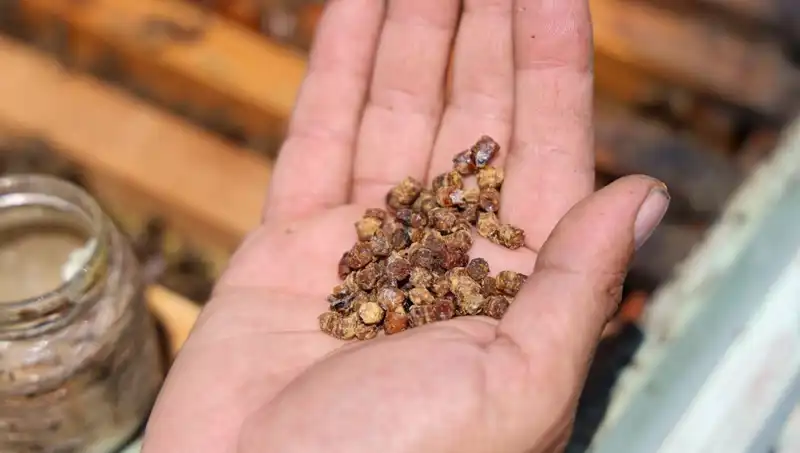 Eskiden Çöpe Giden Atık, Şimdi Kilosu 3 Bin TL’den Satılıyor: Yeni Protein Kaynağı