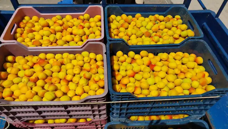 Bu Yıl İlk Hasat: 500 TL'ye Alıcı Buldu!