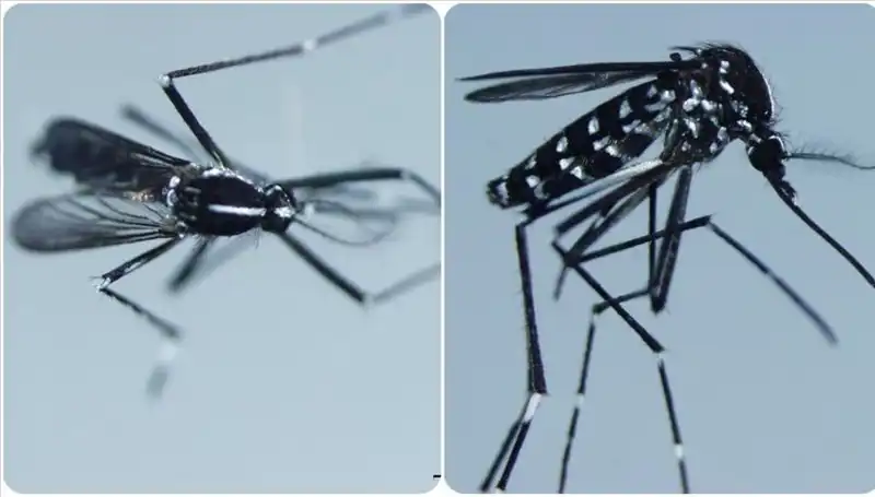 Chikungunya Virüsü: Tehlikeli Ama Genellikle İyileştirilebilir Bir Hastalık