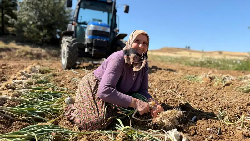 Dünyaca Ünlü Selenyumun Kaynağı: Tarladan Günlük 1200 Lira!