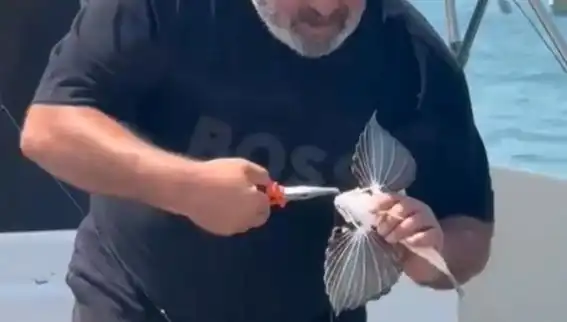 Saros Koyu'nda Nadir Görülen Kırlangıç Balığı Avcıların Gündeminde