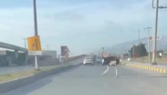 Hatay'da Yola Çıkan Deve Kuşu, Sürücülerde Şaşkınlık Yarattı!