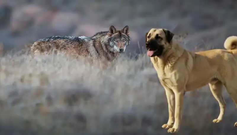 Kurt Popülasyonu Artarken Kangal Köpeğine Olan Talep Zirveye Ulaşıyor