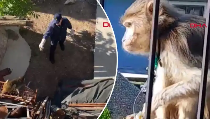 Muğla'da Meydana Gelen Maymun Kovalamacası Neden Gündem Oldu?