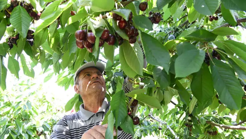 Lapseki Devi: Çay Bardağını Aşan Eşsiz Bir Canlı!