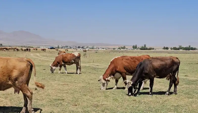 Arin Gölü'ndeki Kuruma: Su Kıtlığı Tehlikesi Kapıda