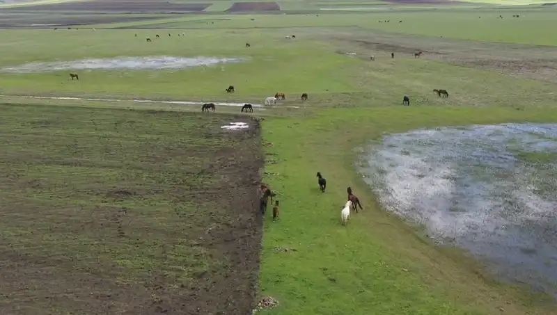 Kars'ın Eşsiz Doğasında Yılkı Atlarının Büyüleyici Anları