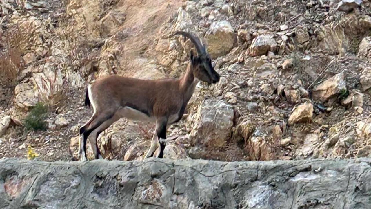 Yaban Keçisini Avlayan Kişiye Yüksek Cezai İşlem