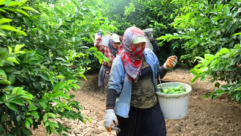 Marketlerde Patates Fiyatları Hızla Yükselirken Umut Verici Hasat Başladı