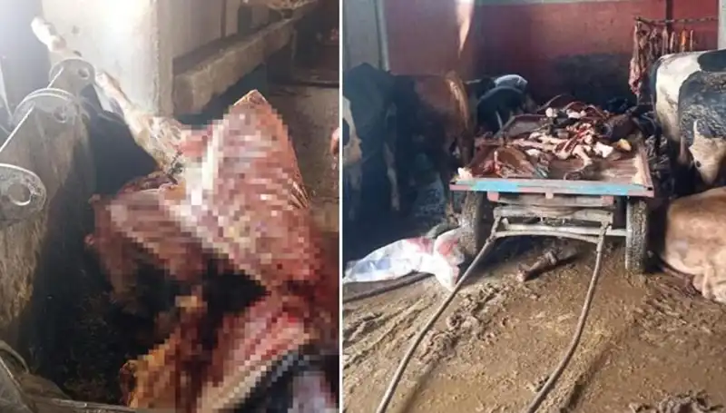 Adana'da 2,5 Ton At Eti Ele Geçirildi: Dört At Kurtarıldı